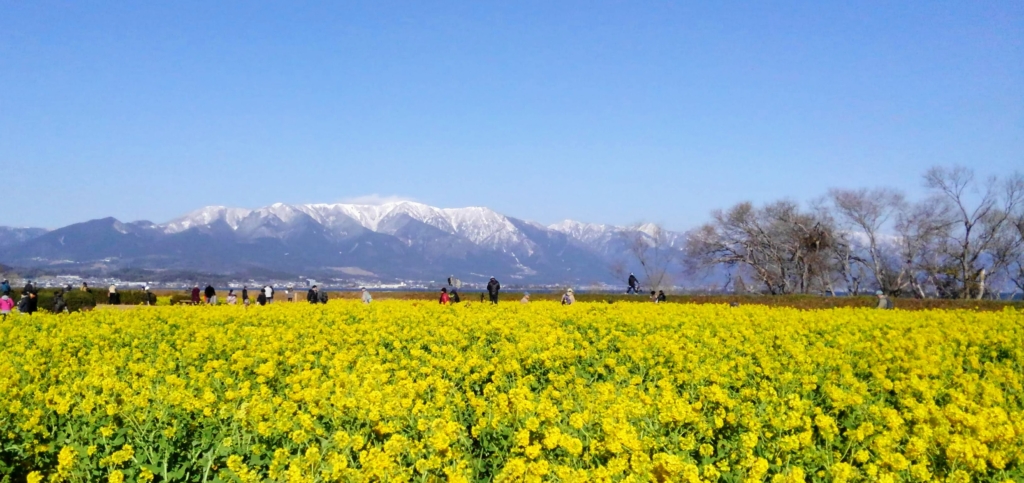 滋賀県の雪山と菜の花